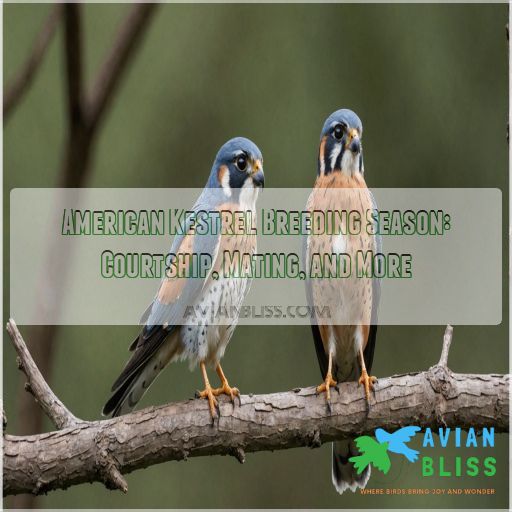 american kestrel breeding season courtship display and mating