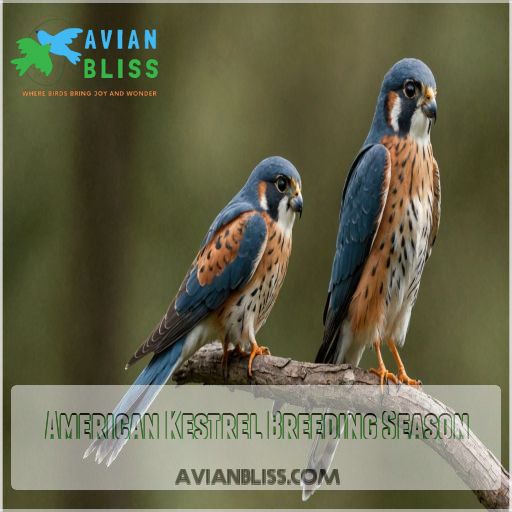 American Kestrel Breeding Season