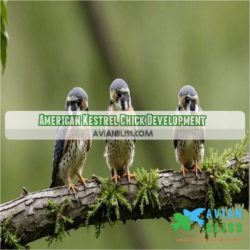 American Kestrel Chick Development