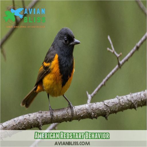 American Redstart Behavior