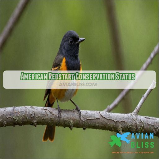 American Redstart Conservation Status