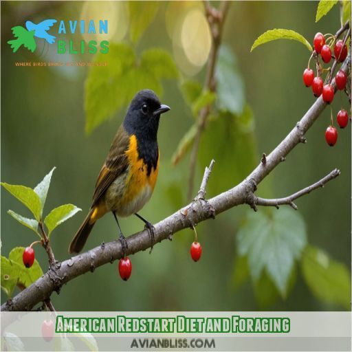 American Redstart Diet and Foraging