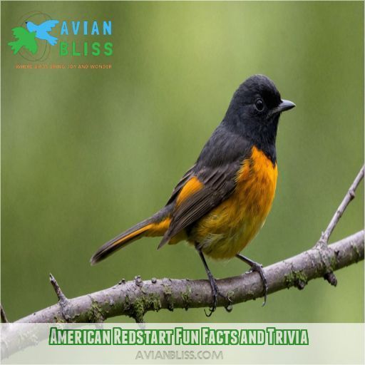 American Redstart Fun Facts and Trivia