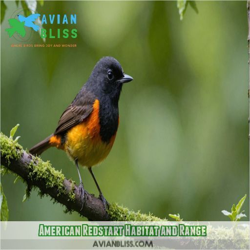 American Redstart Habitat and Range