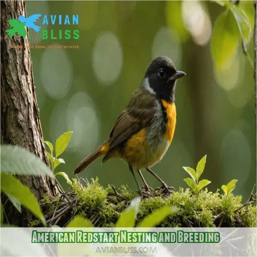 American Redstart Nesting and Breeding