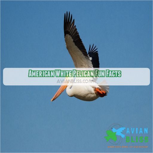 American White Pelican Fun Facts