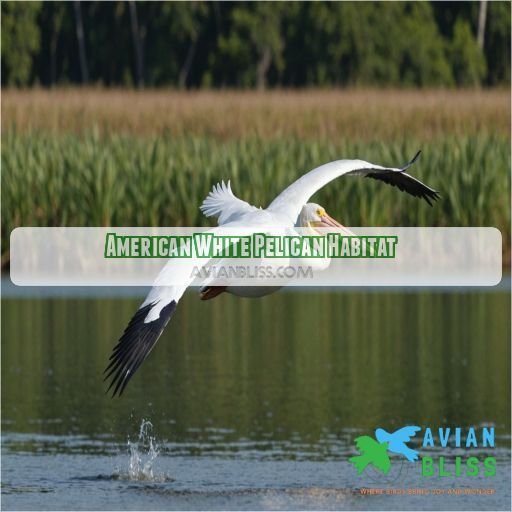 American White Pelican Habitat