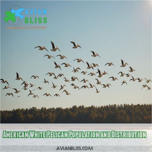 American White Pelican Population and Distribution