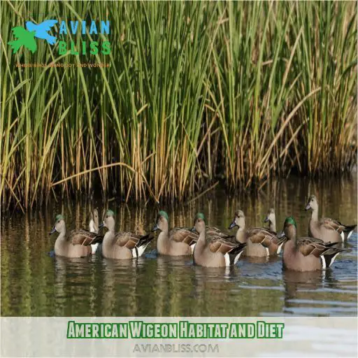 American Wigeon Habitat and Diet