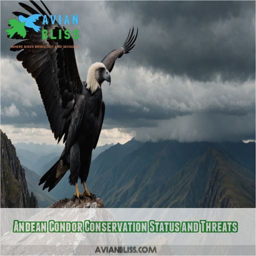 Andean Condor Conservation Status and Threats