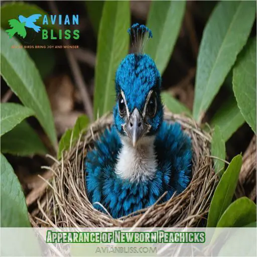 Appearance of Newborn Peachicks