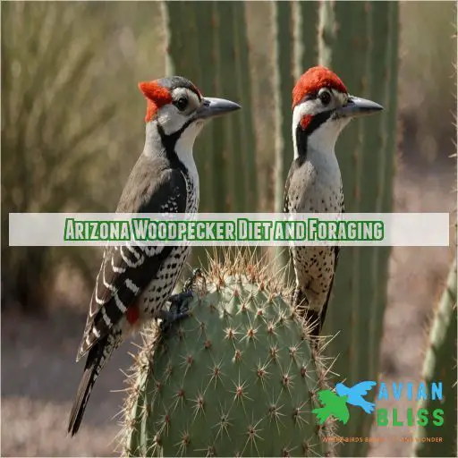 Arizona Woodpecker Diet and Foraging