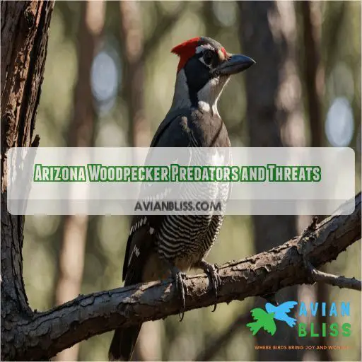 Arizona Woodpecker Predators and Threats