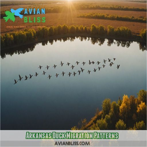 Arkansas Duck Migration Patterns