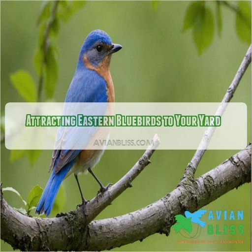 Attracting Eastern Bluebirds to Your Yard