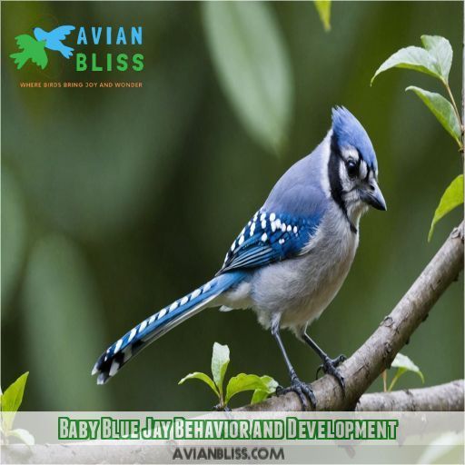 Baby Blue Jay Behavior and Development