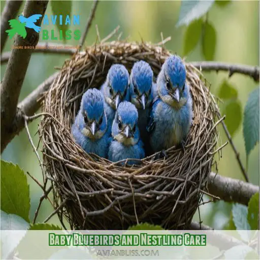 Baby Bluebirds and Nestling Care