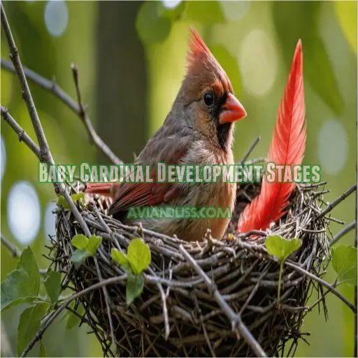 Baby Cardinal Development Stages