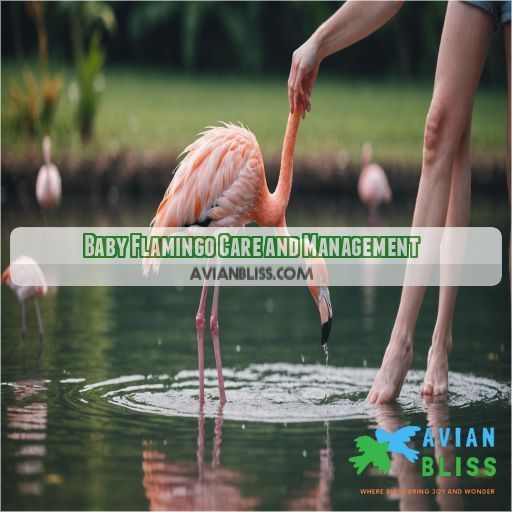 Baby Flamingo Care and Management