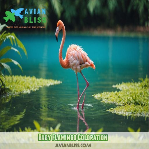 Baby Flamingo Coloration