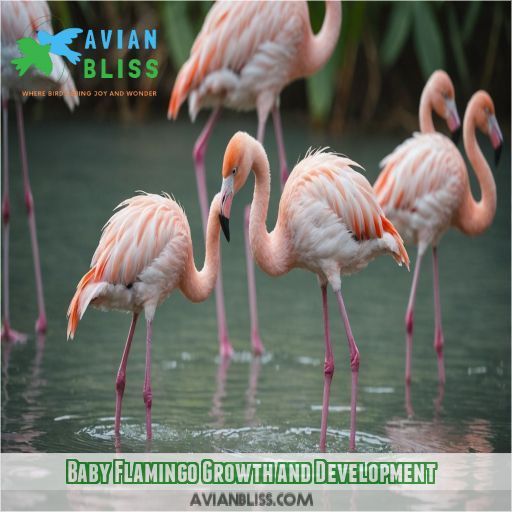 Baby Flamingo Growth and Development