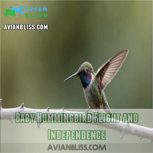 Baby Hummingbird Flight and Independence