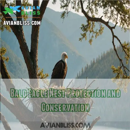 Bald Eagle Nest Protection and Conservation