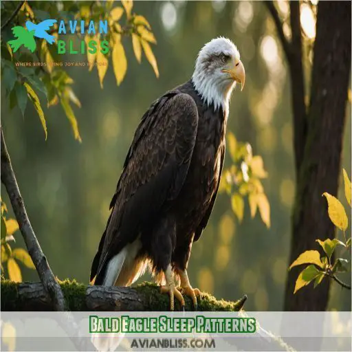 Bald Eagle Sleep Patterns