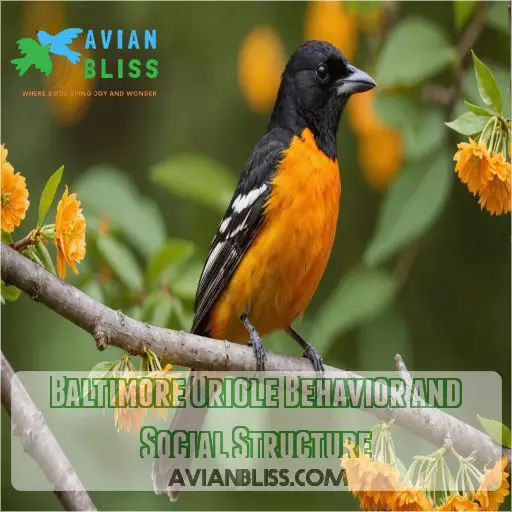 Baltimore Oriole Behavior and Social Structure