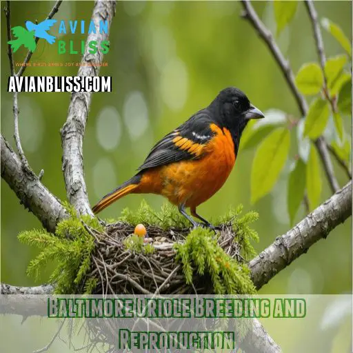 Baltimore Oriole Breeding and Reproduction