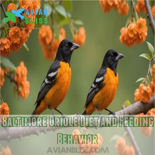 Baltimore Oriole Diet and Feeding Behavior