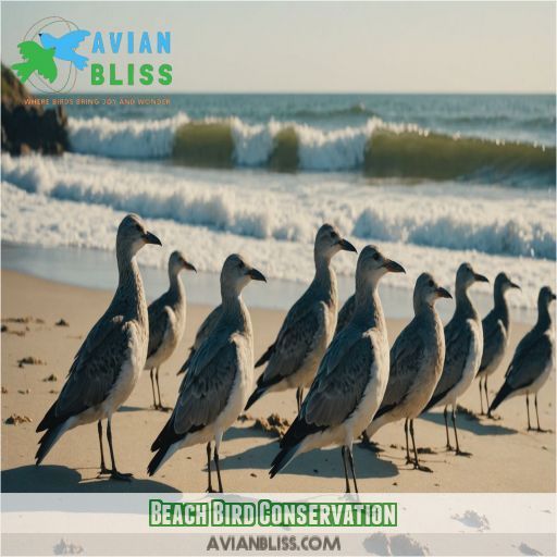 Beach Bird Conservation