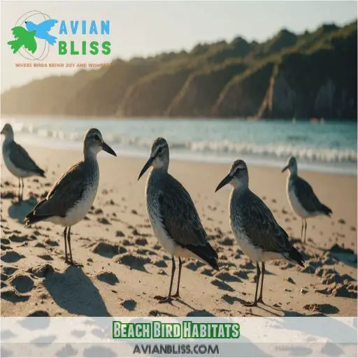 Beach Bird Habitats