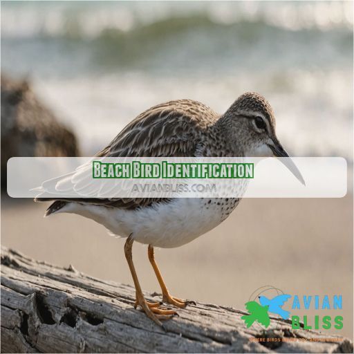 Beach Bird Identification