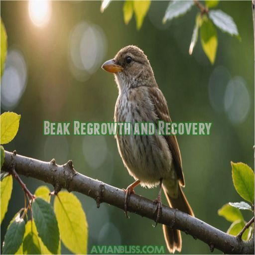 Beak Regrowth and Recovery