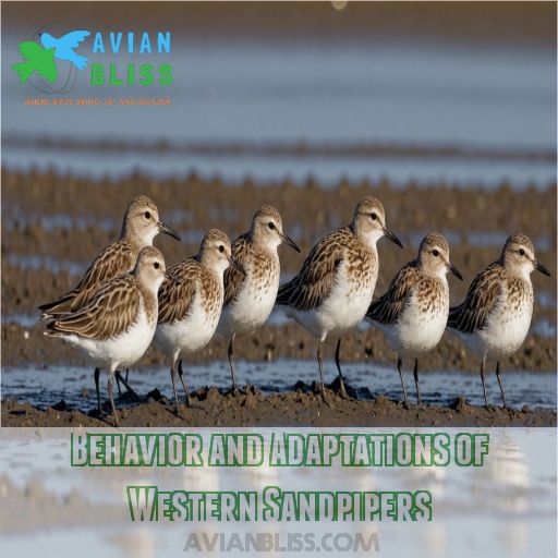 Behavior and Adaptations of Western Sandpipers