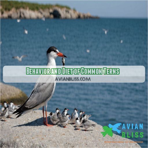 Behavior and Diet of Common Terns