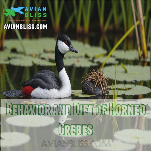 Behavior and Diet of Horned Grebes