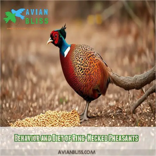 Behavior and Diet of Ring-Necked Pheasants