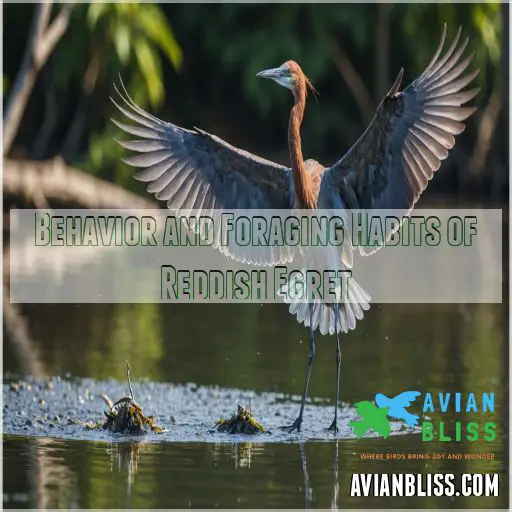 Behavior and Foraging Habits of Reddish Egret