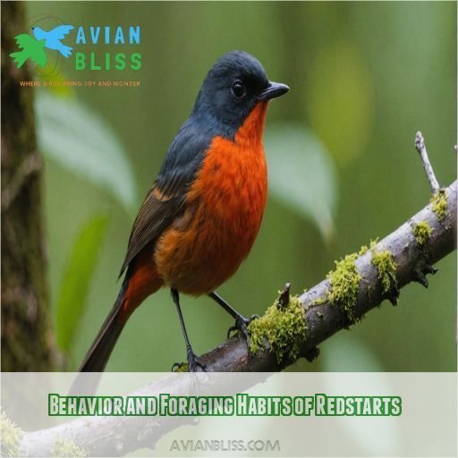 Behavior and Foraging Habits of Redstarts