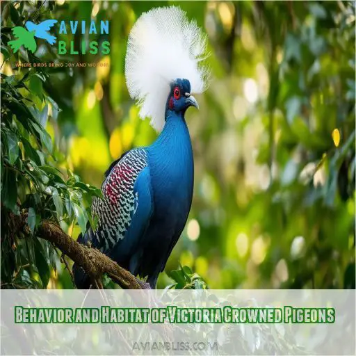 Behavior and Habitat of Victoria Crowned Pigeons