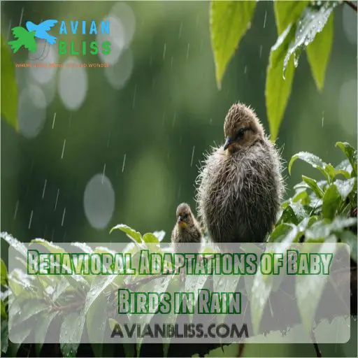 Behavioral Adaptations of Baby Birds in Rain