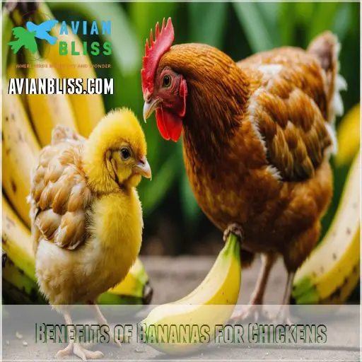 Benefits of Bananas for Chickens