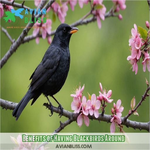 Benefits of Having Blackbirds Around