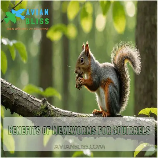 Benefits of Mealworms for Squirrels