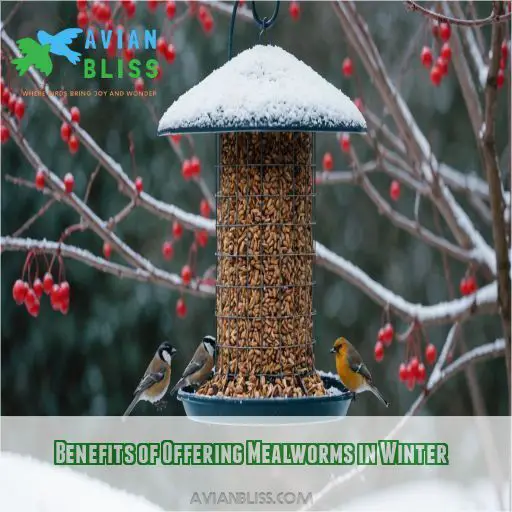 Benefits of Offering Mealworms in Winter