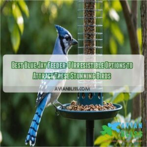 best blue jay feeder