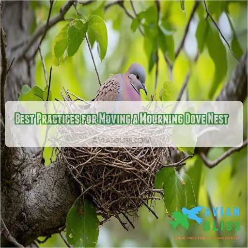 Best Practices for Moving a Mourning Dove Nest