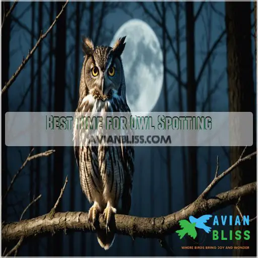 Best Time for Owl Spotting